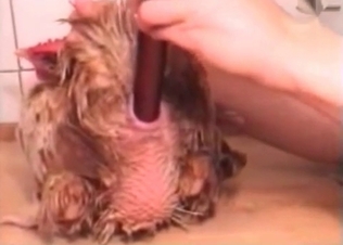 Dirty bestiality sex with a sex toy