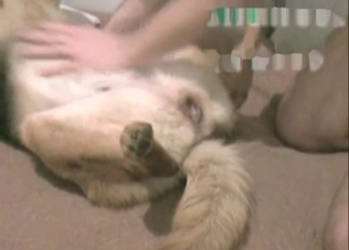Dirty male is enjoying bestiality sex
